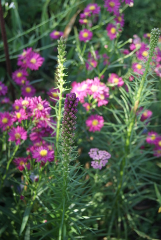 grands asters rouges