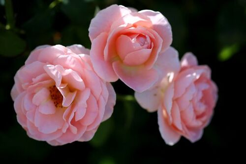 Les Roses de Warren : Sea of Pink