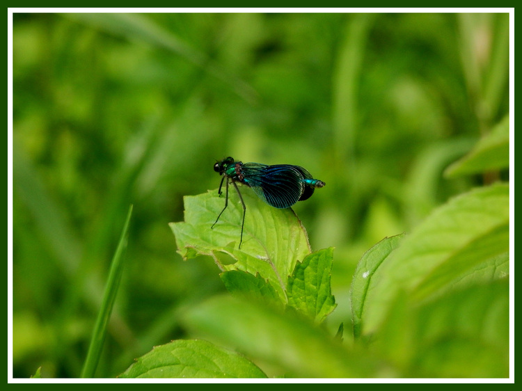 Riviere.Papillons et libellules.Images gratuites.Volet 2.