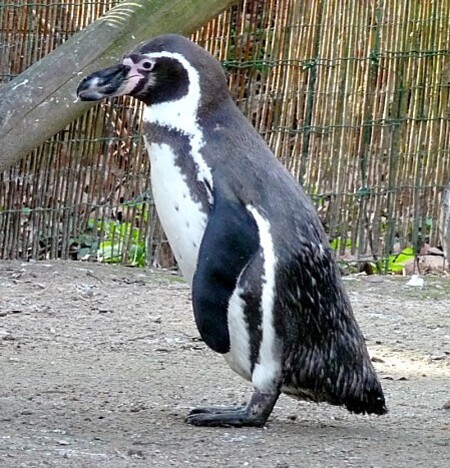 zoo01.03.12-089.JPG