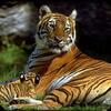 tigre 047