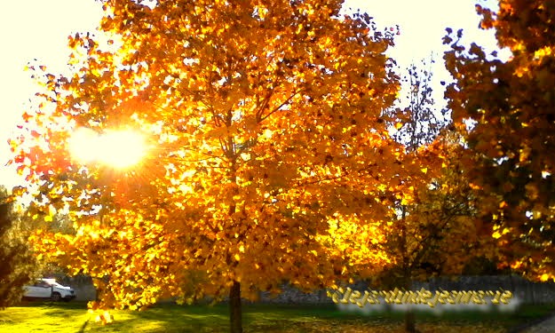 chance de profiter à l'automne d'un micro-climat en raison de la proximité du Ciron et de la Garonne. ... est entourée par 10 des premiers crus classés de l'appellation sauternes