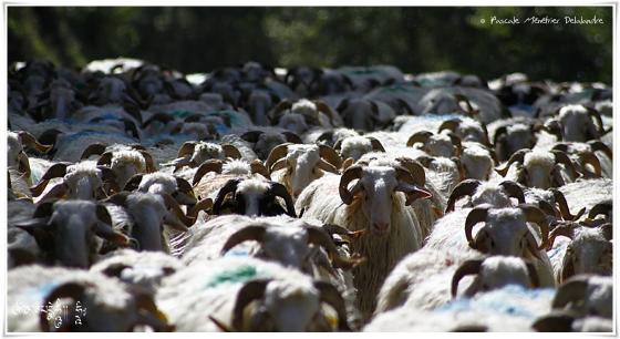 Les moutons de retour de transumance