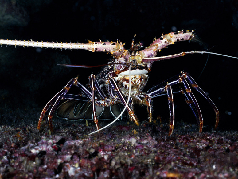 Les habitants de l'océan - 15 images