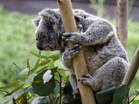 Koala : 4 mai 2016