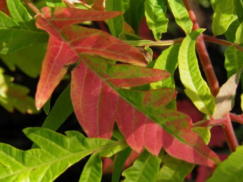 Rhus eyes of tiger