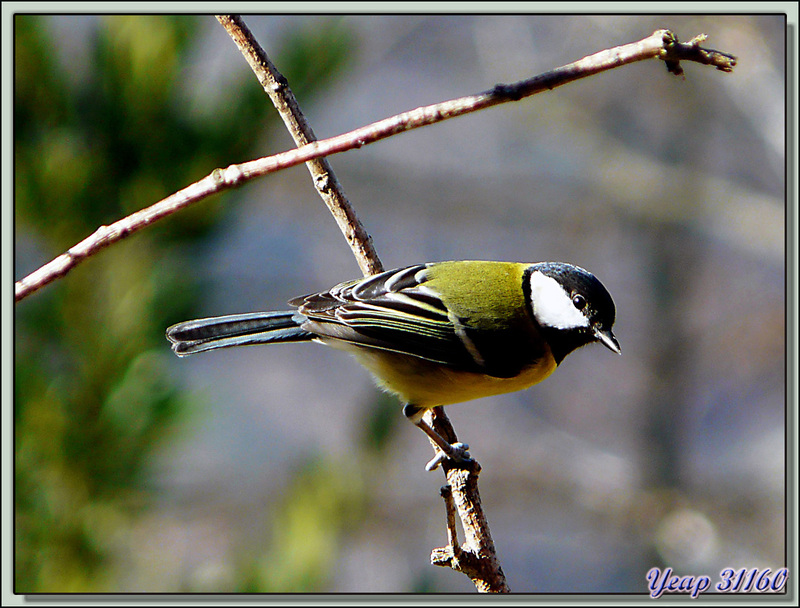 Mésange charbonnière (Parus major)