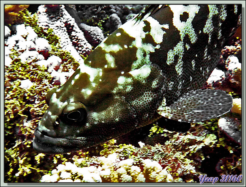 Plongée bouteille Passe Tumakohua : Mérou camouflage (Epinephelus polyphekadion) - Fakarava - Polynésie française