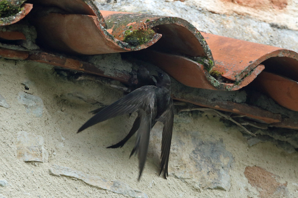 Les Martinets noirs de Figeac