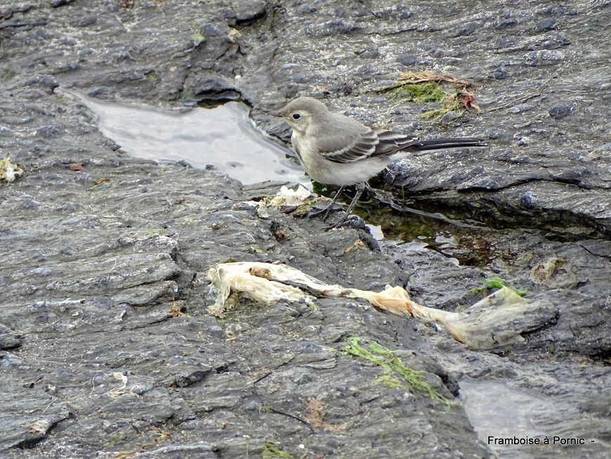 Oiseaux du littoral en septembre 