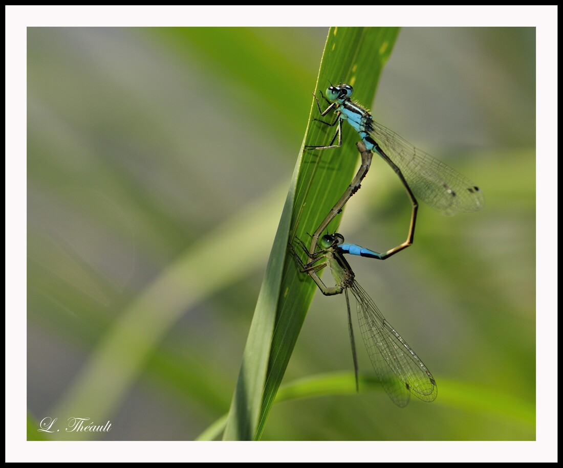 Demoiselle 