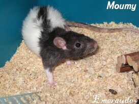 Photo Rat, Moumy - 08.06.11