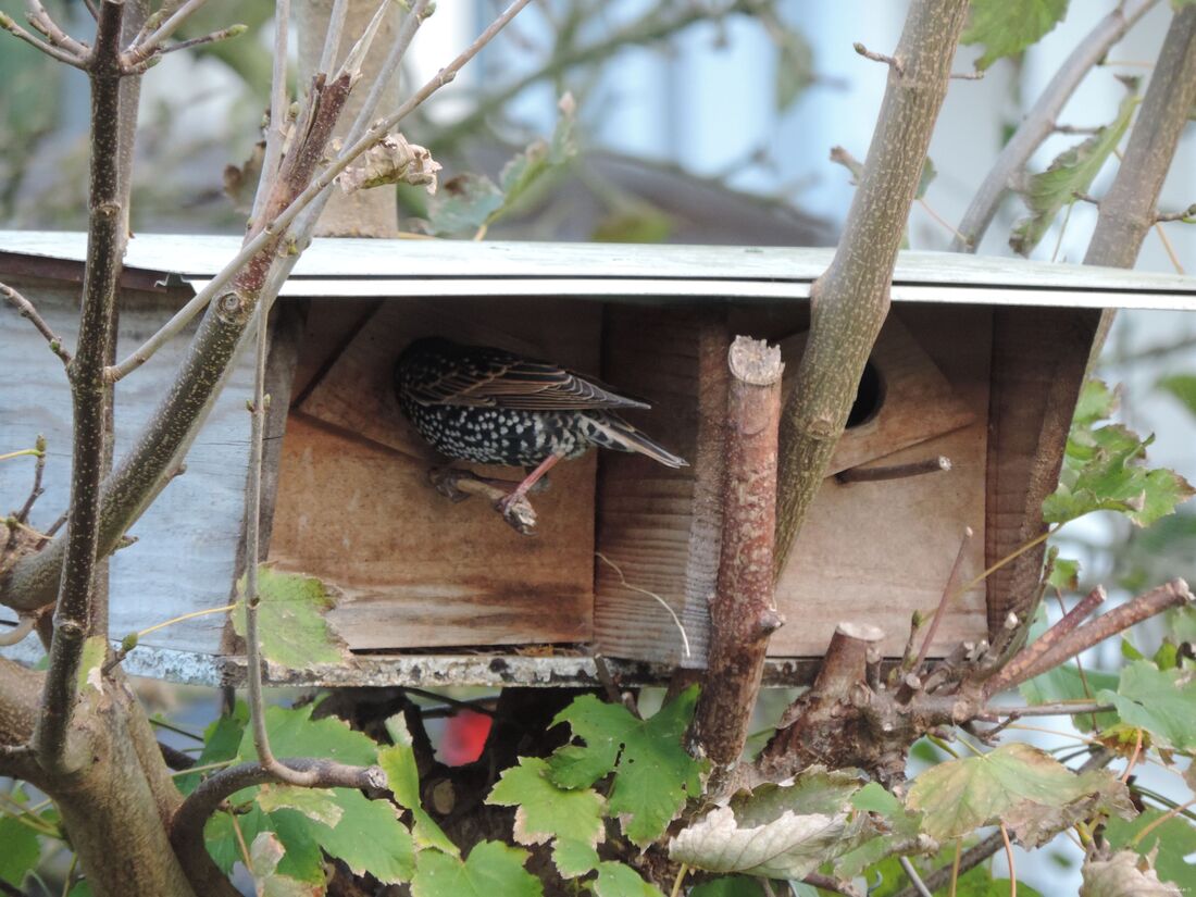 une grive qui se prenait pour une mésange !