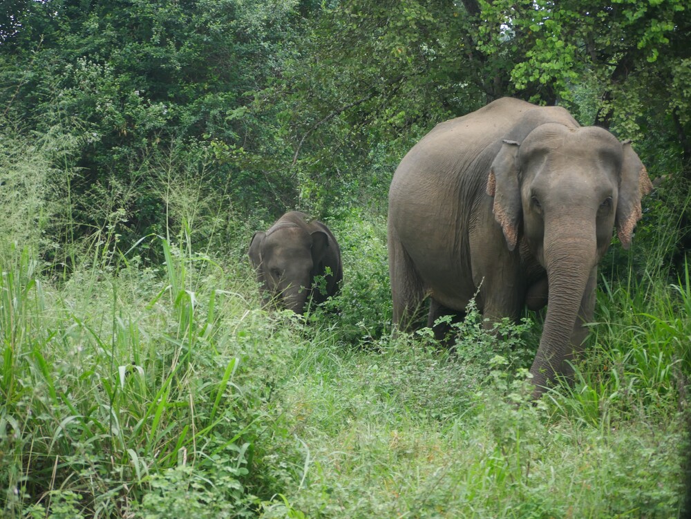 Parc national de Wasgamuwa - Sri Lanka