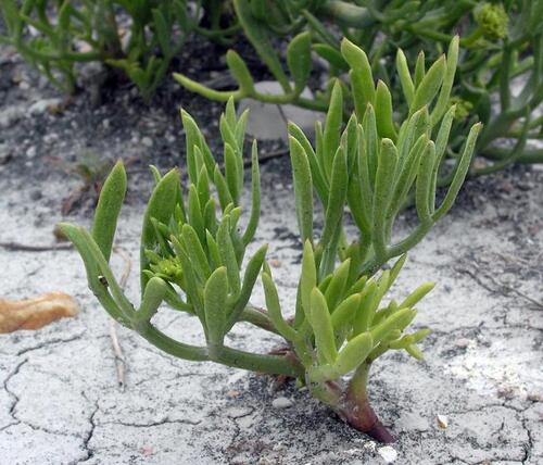 Vertus médicinales des plantes sauvages: Fenoul marin