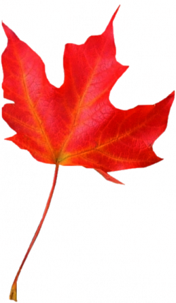 Tubes png feuilles