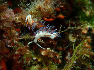 Les nudibranches