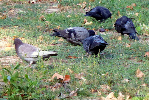 Les pigeons en liberté !