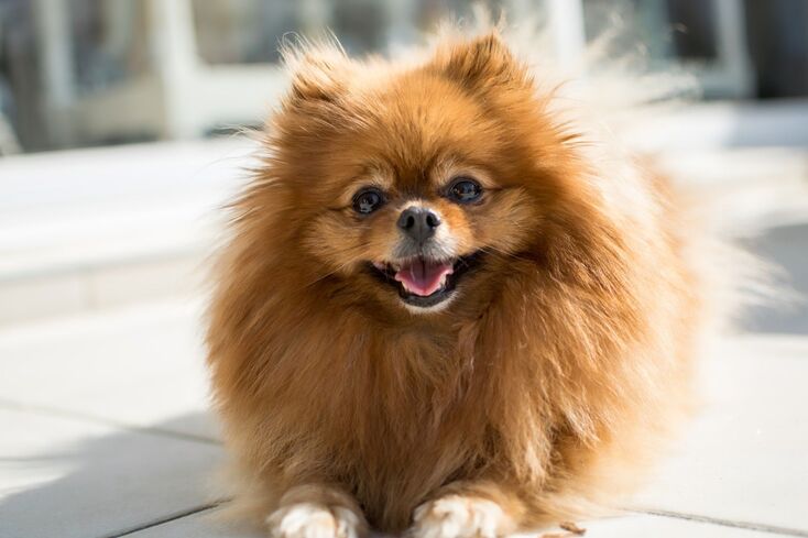 The Best Small Dog Breeds