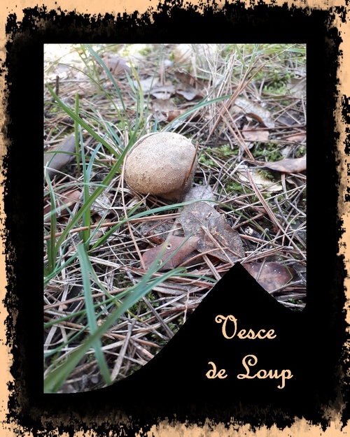 des champignons, encore !