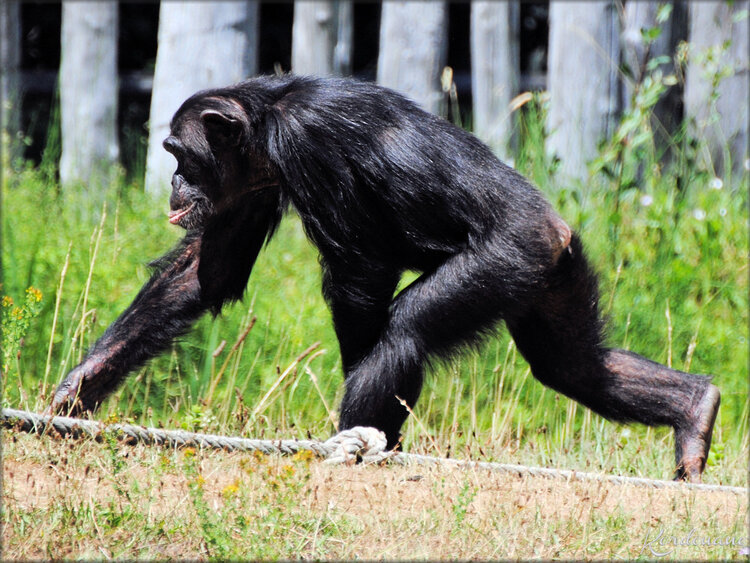 Photo de Chimpanzés du Zoo de la Palmyre