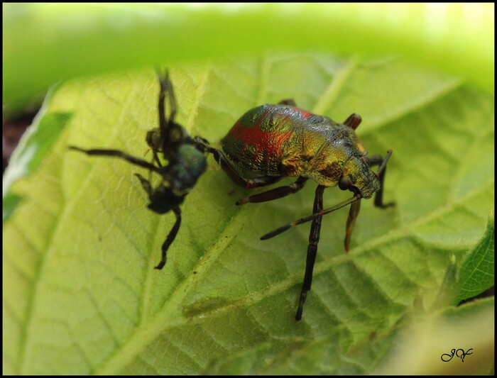 Zicrona caerulea.