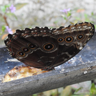 Grand morpho bleu au repos -  -  Photo : Guilaine (Août 2018)