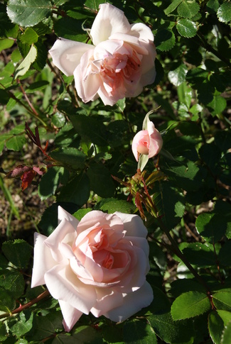 Rosier grimpant polyantha Plume d'ange de Meilland ( Meimaliss )