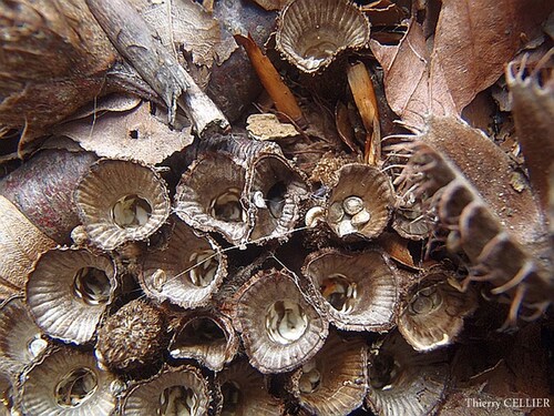 Cyathus Striatus (cyathe striée)