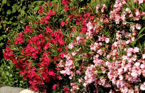 Fleurs cultivées : Laurier rose