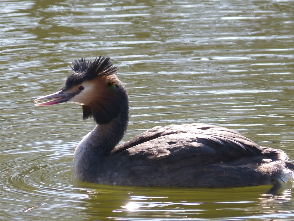 Une nature toute neuve