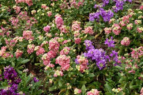 Fleurs sauvages et cultivées : Giroflée