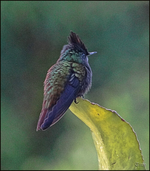 Oiseaux de Guadeloupe ; le colibri