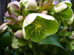 Jardin fleuri en hiver