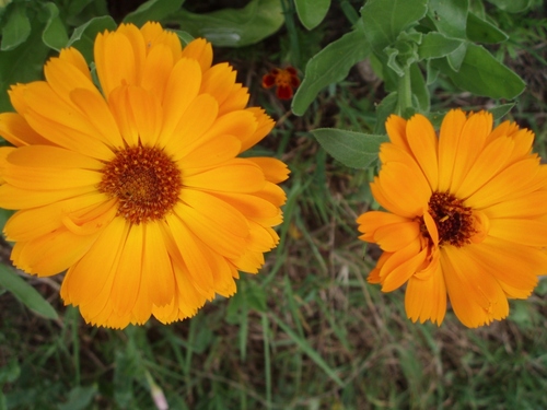 deux fleurs de souci orange à coeur brun clair