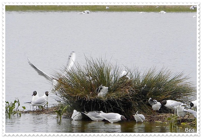 Vos gueules les mouettes !