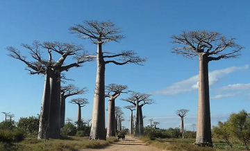 Les baobabs de Madagascar ... 