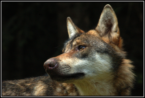 Portrait de loups
