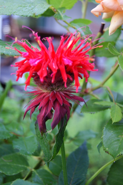 Rose orangée Amber Queen et monarde rouge Cambridge Scarlet