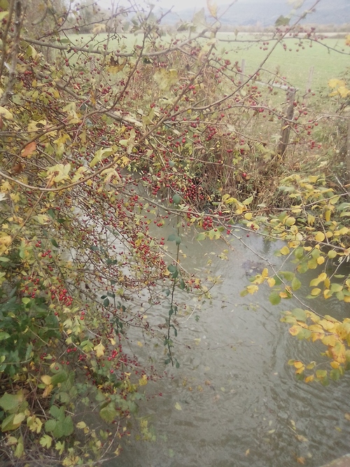 Notre sortie en forêt - novembre 