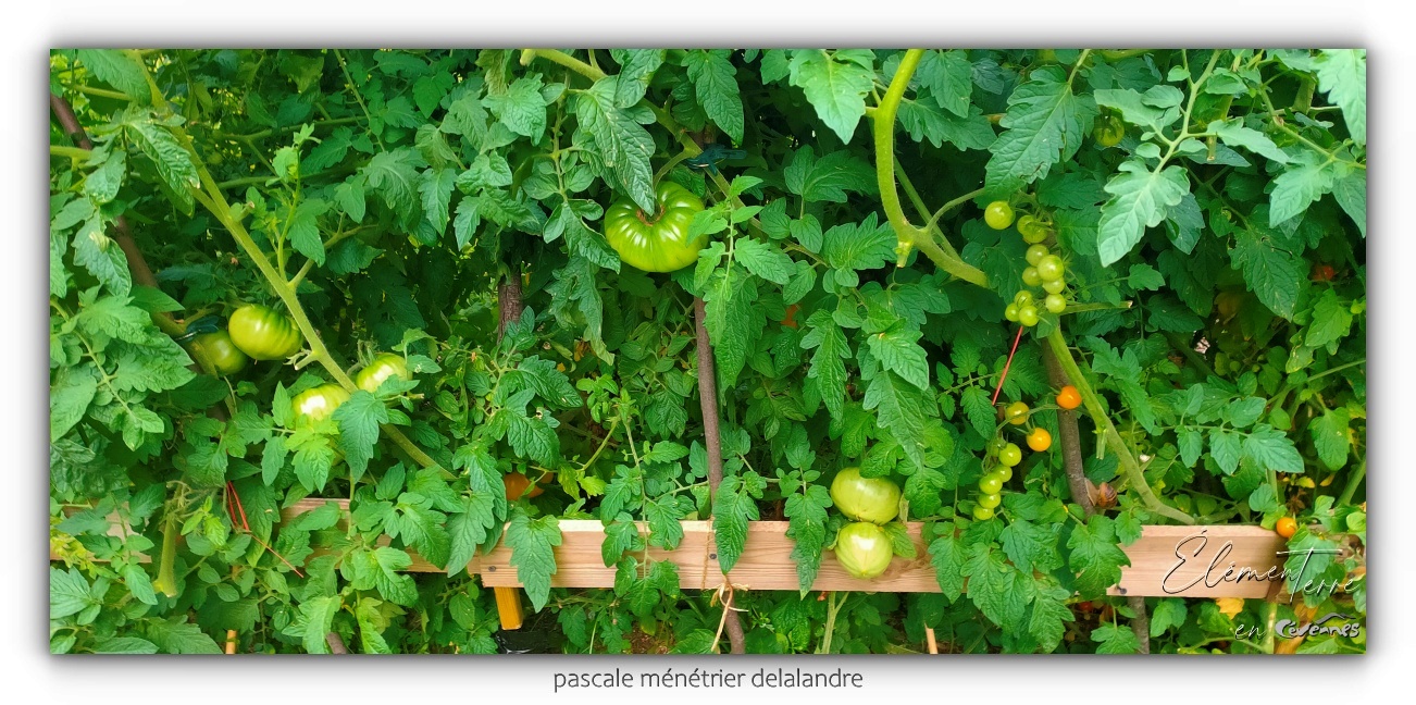18/08/24 - La folie des Tomates