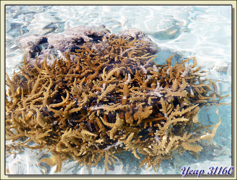 Transparence de l'eau (corail cornes de cerf) - Atoll de Fakarava - Tuamotu - Polynésie française