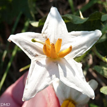 Solanum carolinense  -  morelle de Caroline