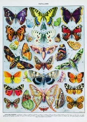 Papillons (Pierre Menanteau)