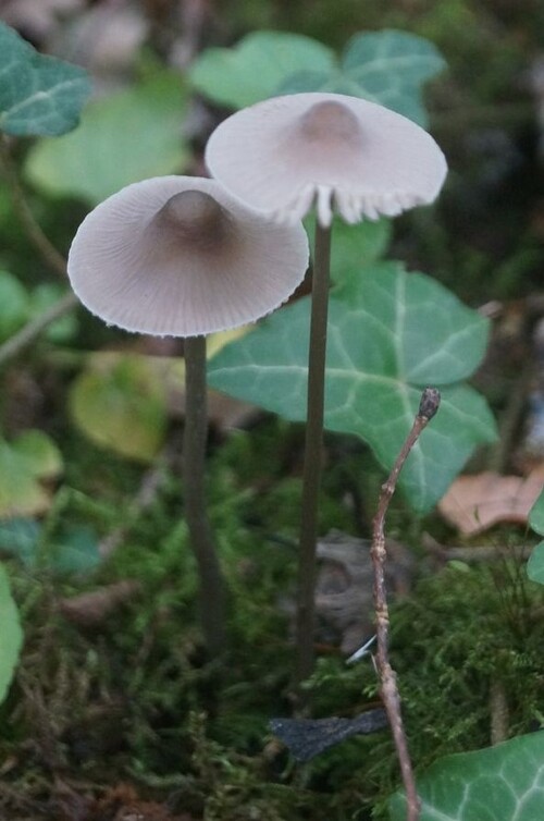 Champignons en randonnée