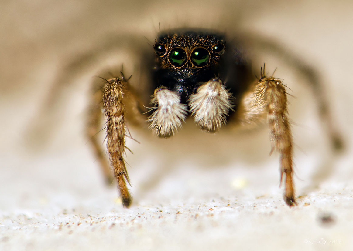 Salticidae