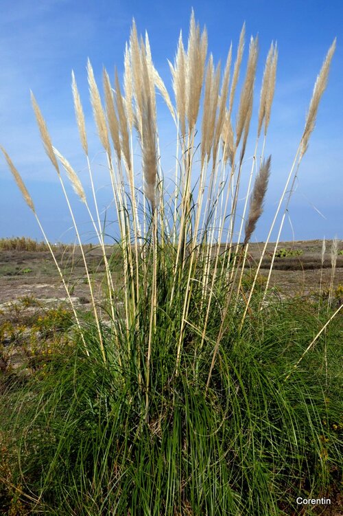 L'herbe de la Pampa