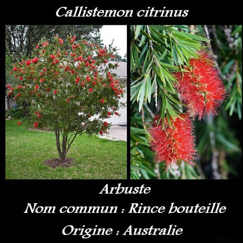Callistemon citrinus  