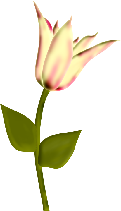 TULIPES