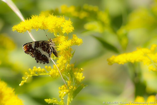 la Carte géographique (Araschnia levana) ! (Lépidoptère Nymphalidae) - forme estivale - saint jean de chevelu - Savoie